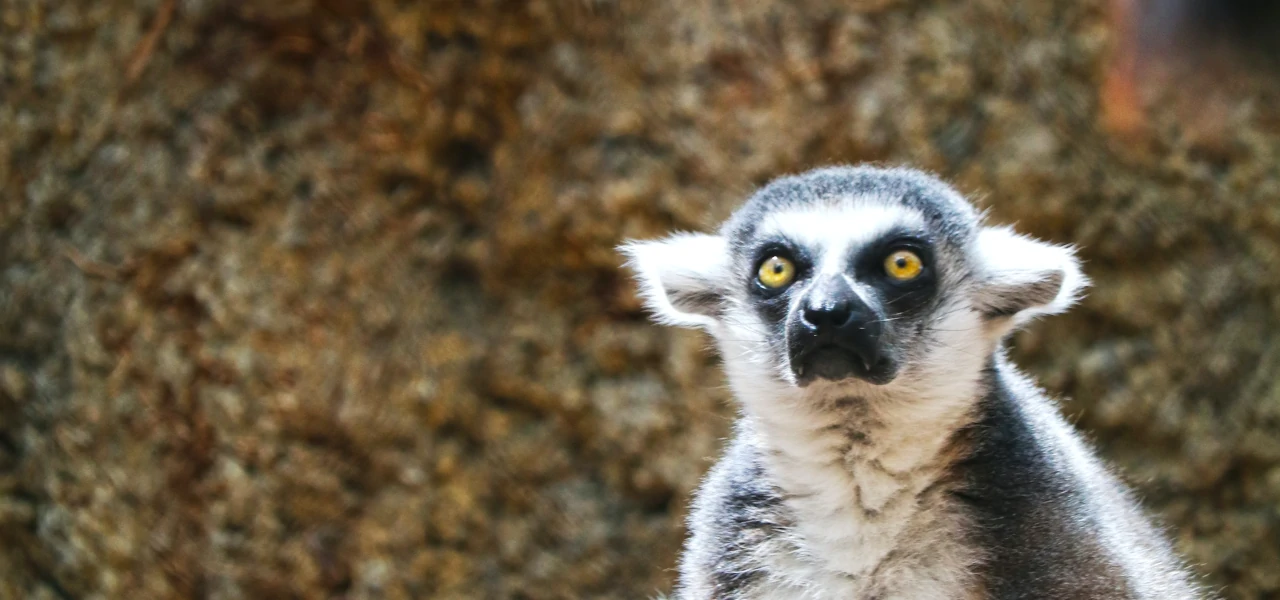 A lemur doing lemur things