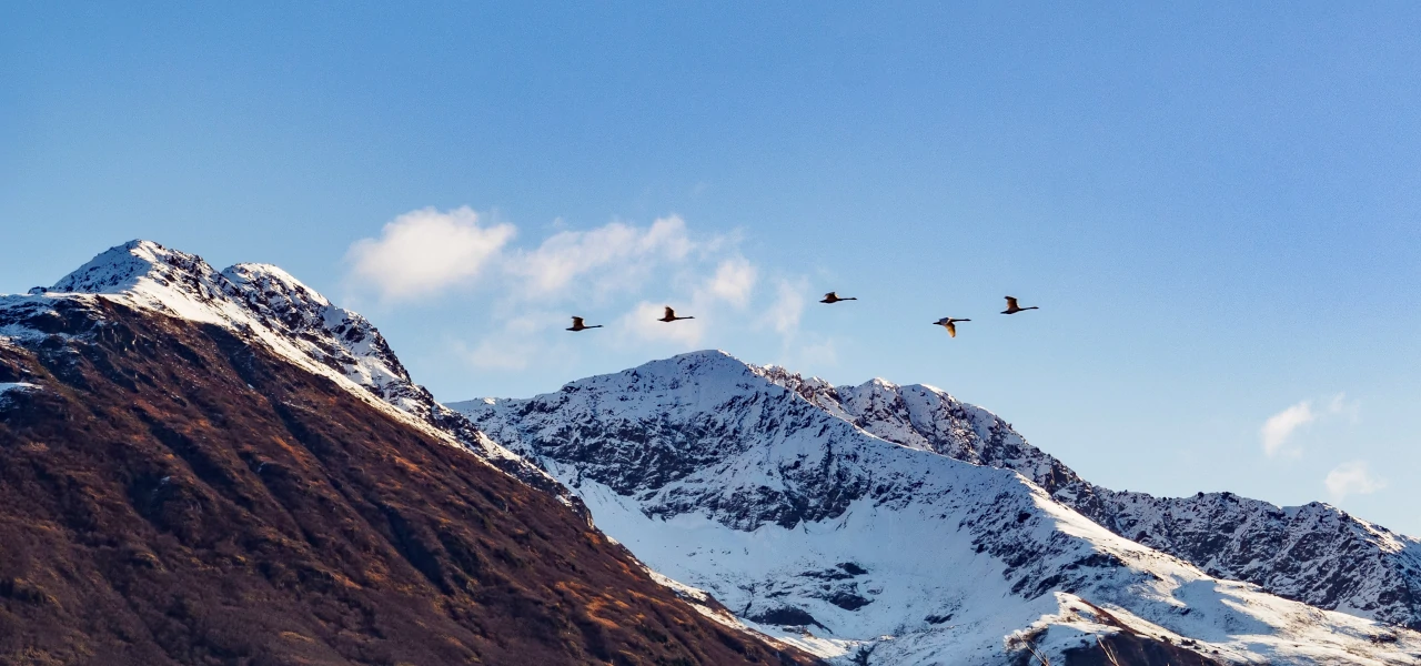 A flock of birds flying over the Alaska Wildlife Conservation Center