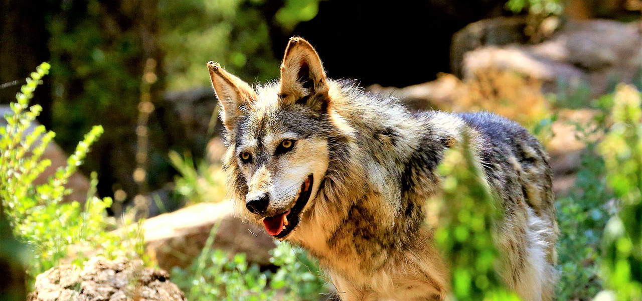 A marvelous wolf at Cheyenne Mountain Zoo