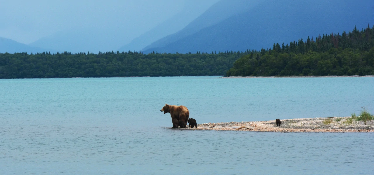 A bear family looking for fresh fish in Alaska's Katmai National Park