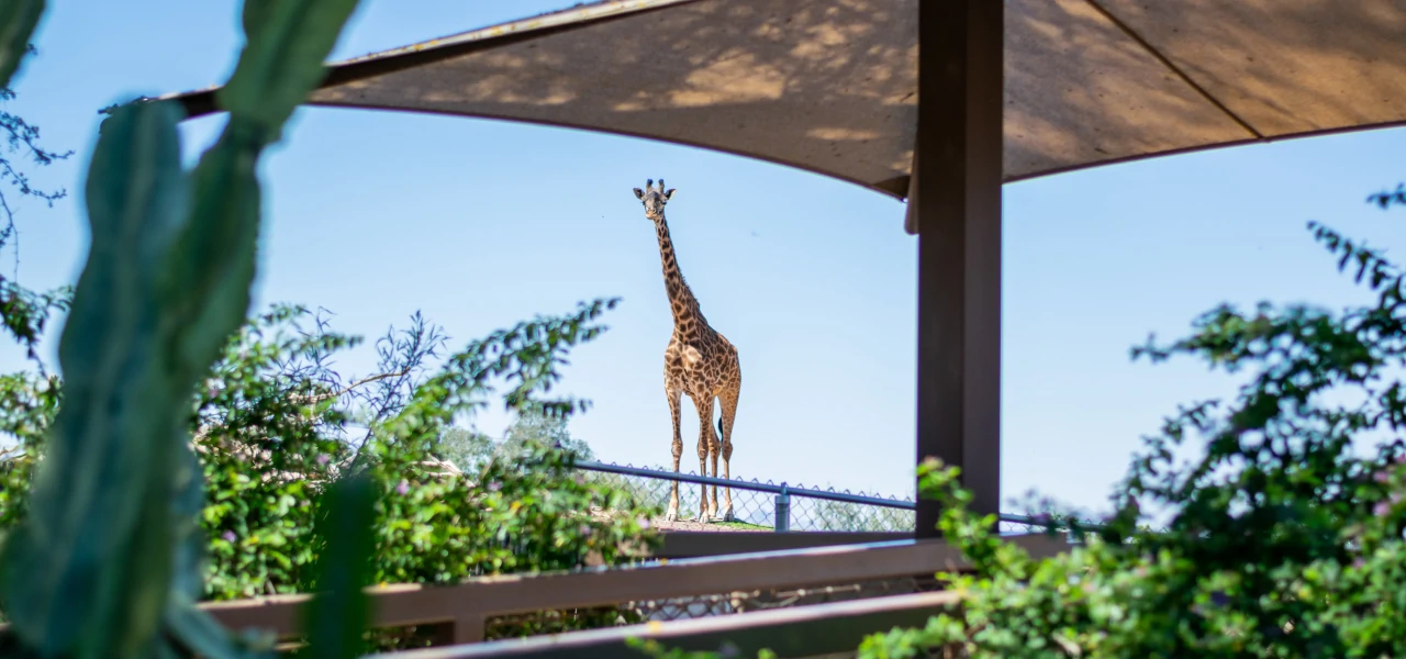 A giraffe staring at the photographer
