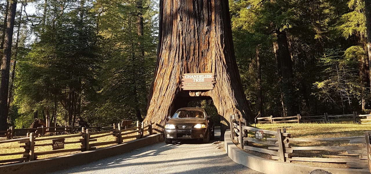 A car driving through a road that was carved into the base of a giant tree