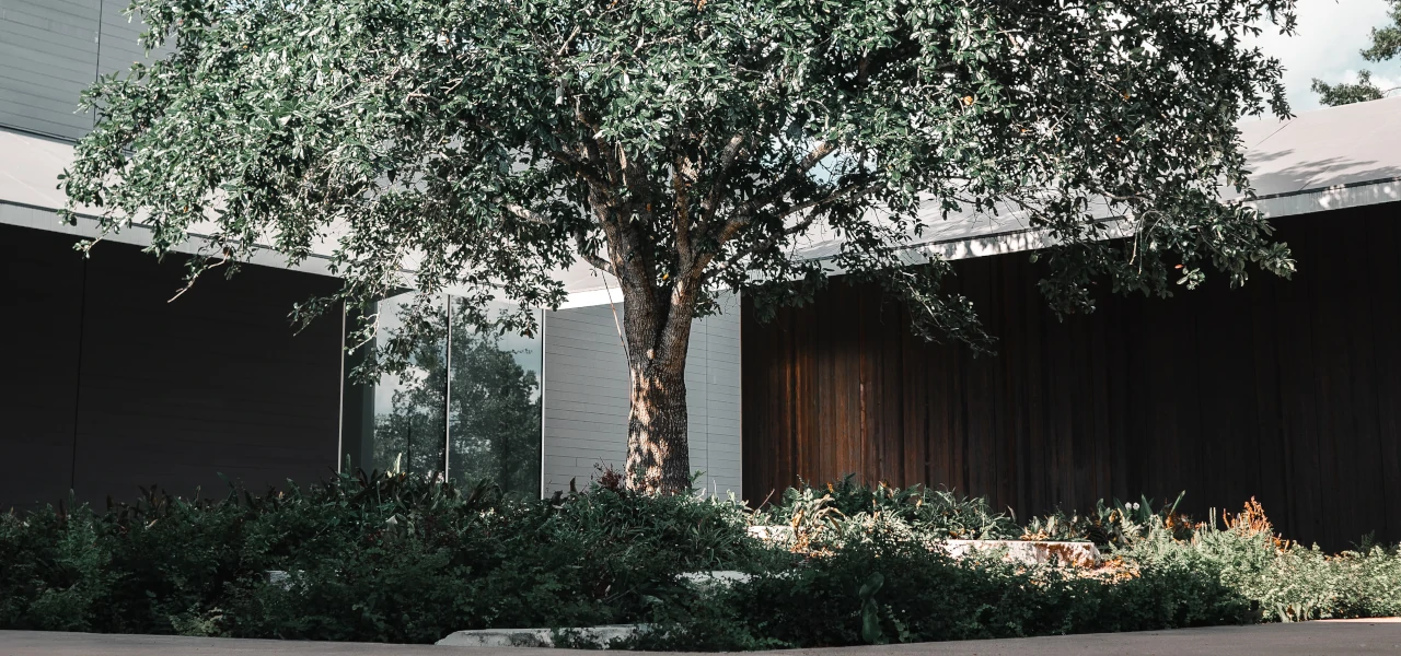 A tree at the Menil Collection in Houston
