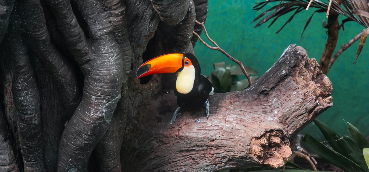 A bird at Bronx Zoo