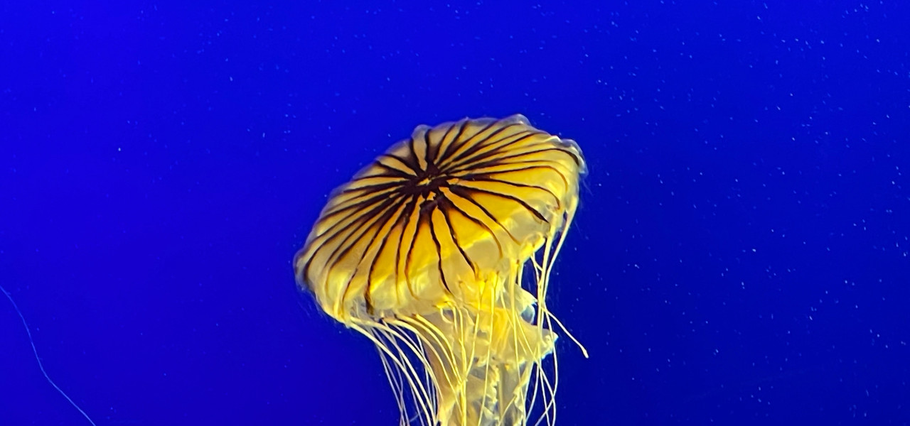 Jellyfish swimming at the NY Aquarium