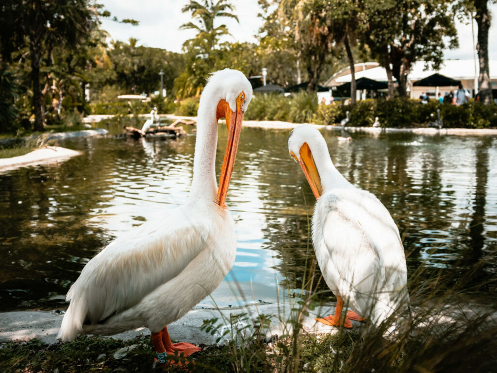 Zoo Miami • Your Guide to America