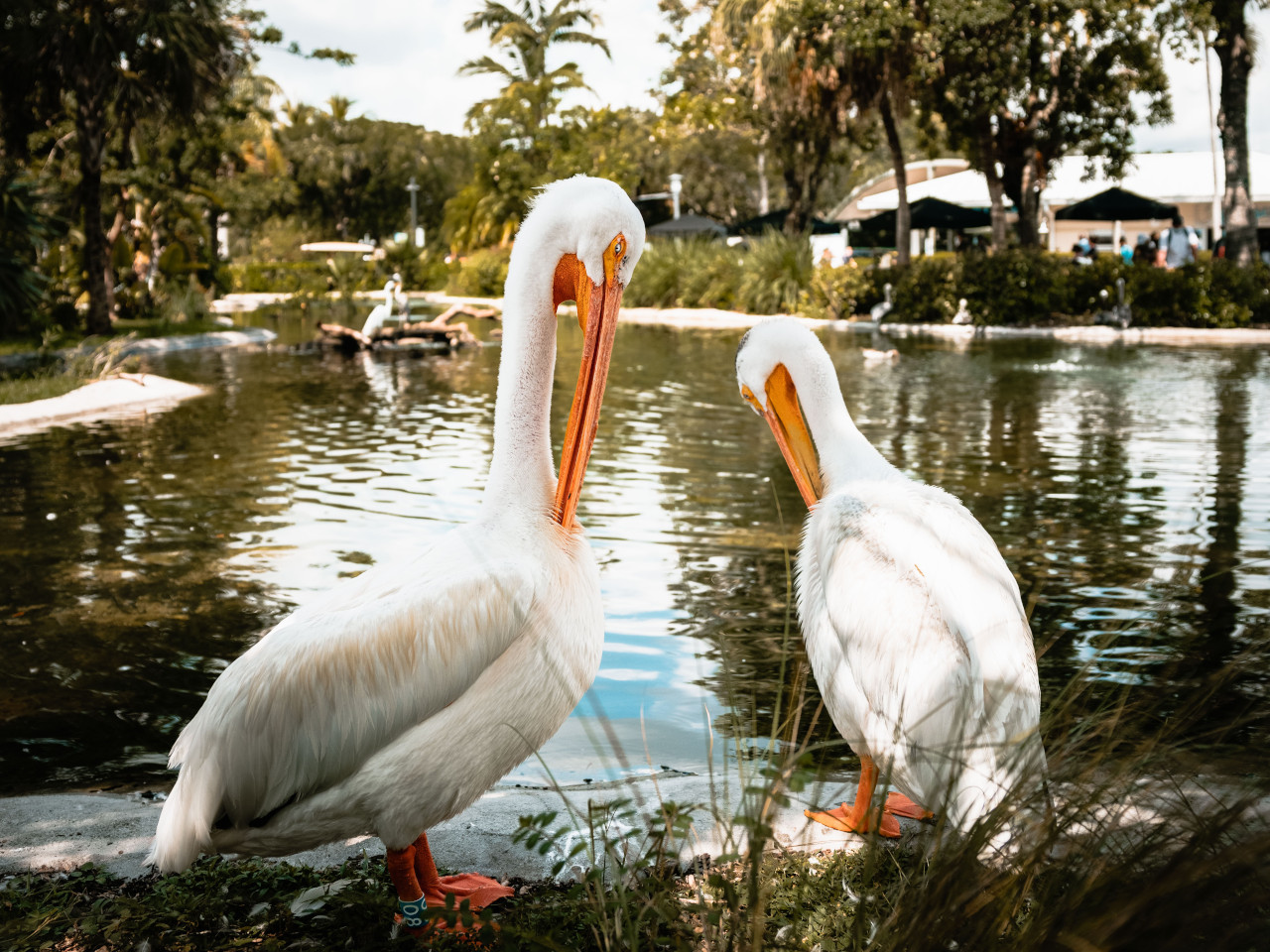 Two birds in Zoo Miami